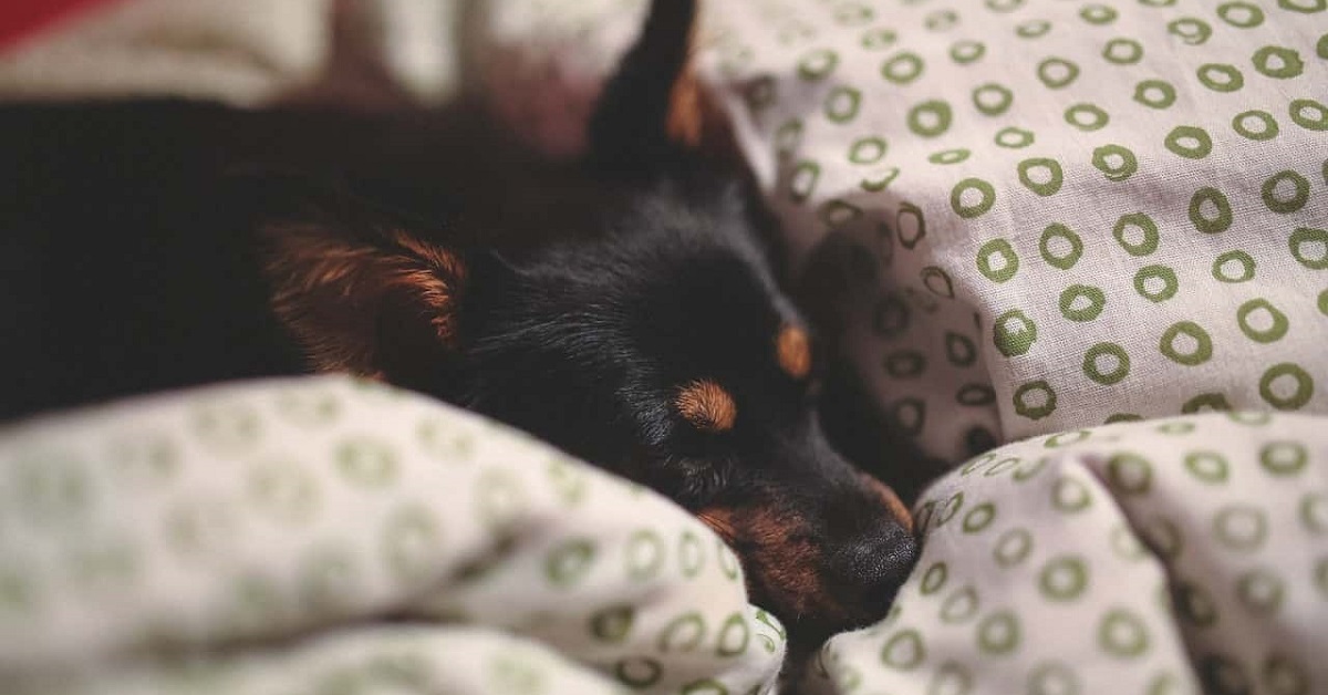 Il cane può salire sul letto o è meglio evitare? I pro e i contro di avere Fido in camera