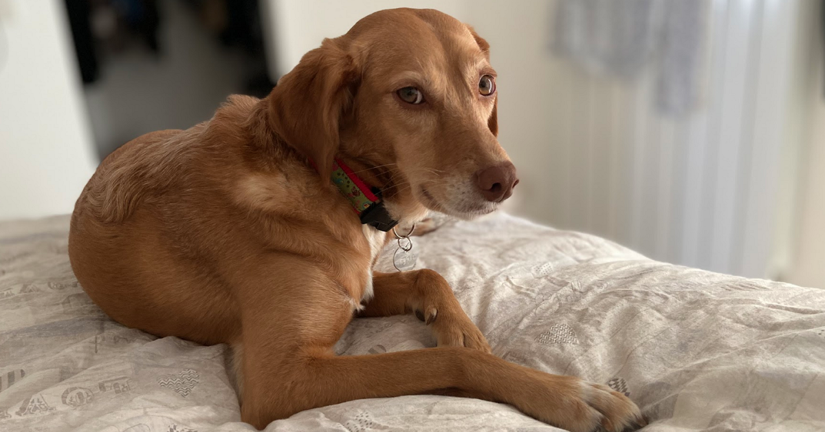 cane accuccuato su letto