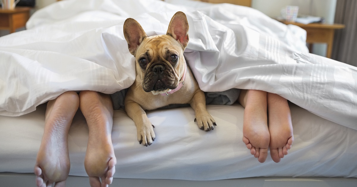 cane carlino a letto