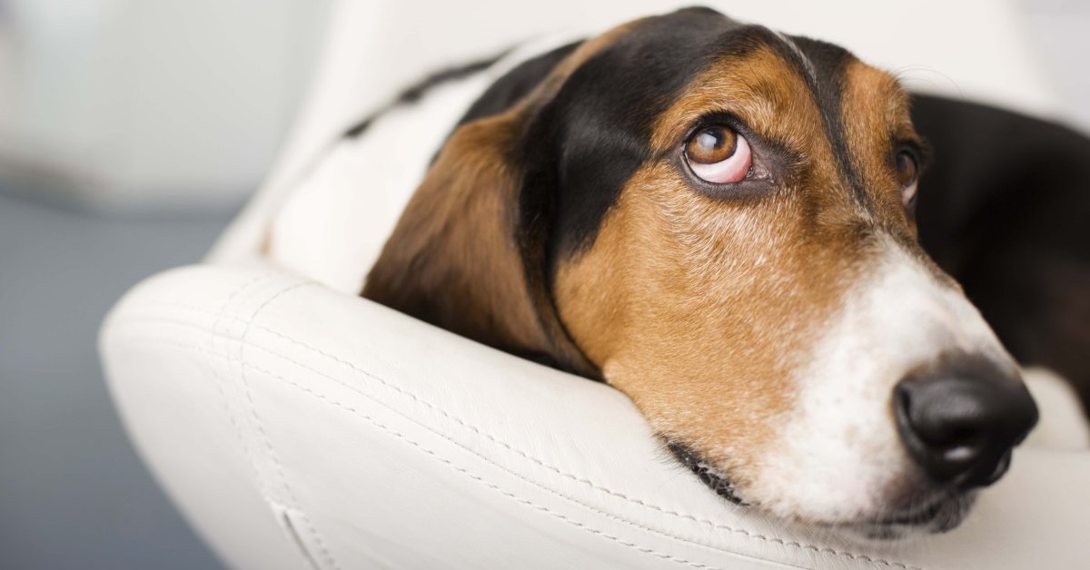 cane guarda in alto