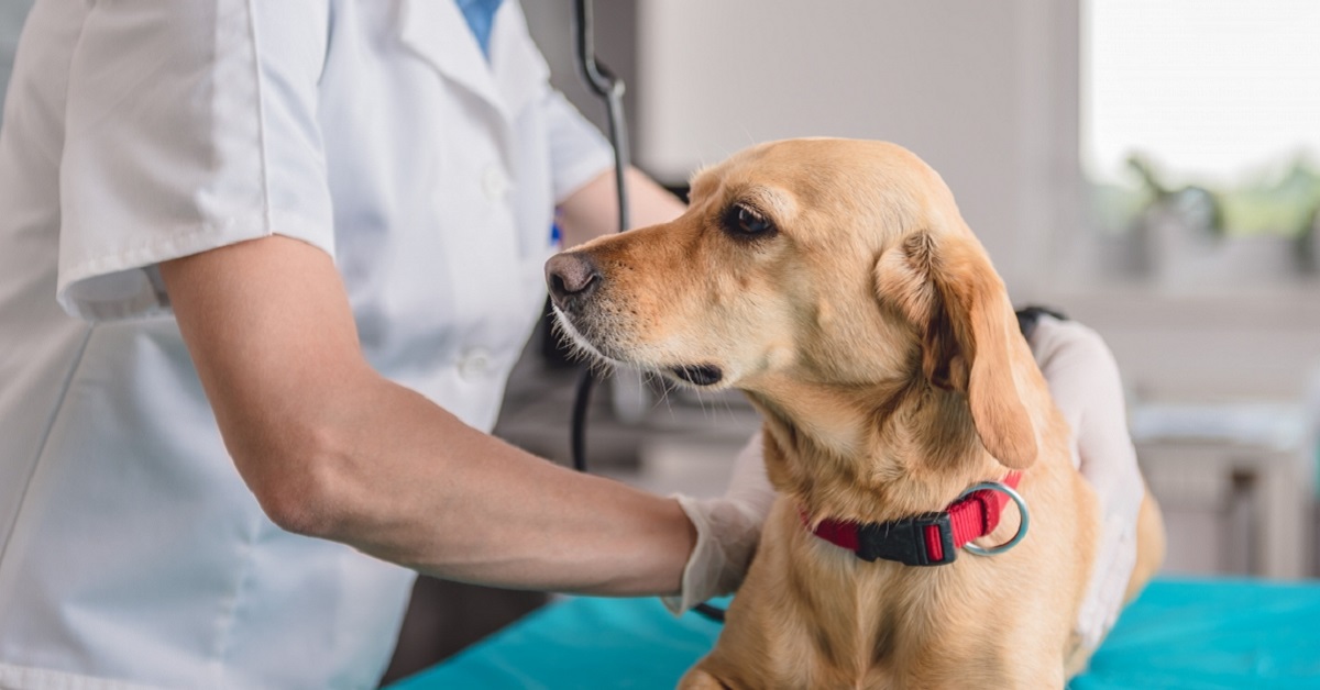 cane dal veterinario per controllo