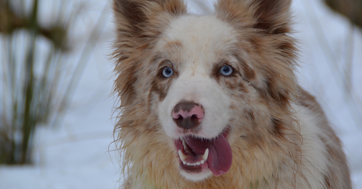 border collie cane