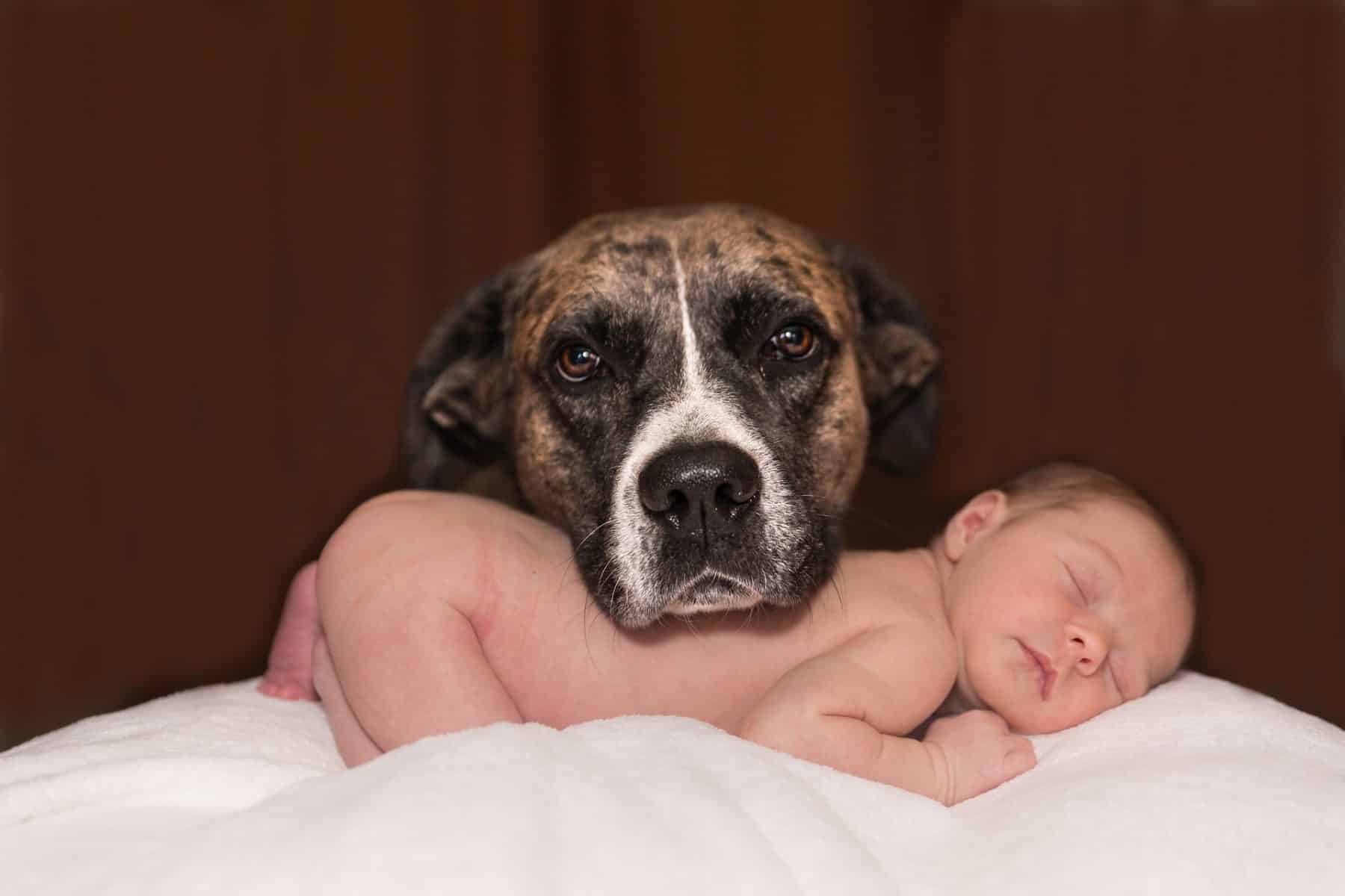 Cane si lamenta se piange un neonato: tutti i motivi e i rimedi