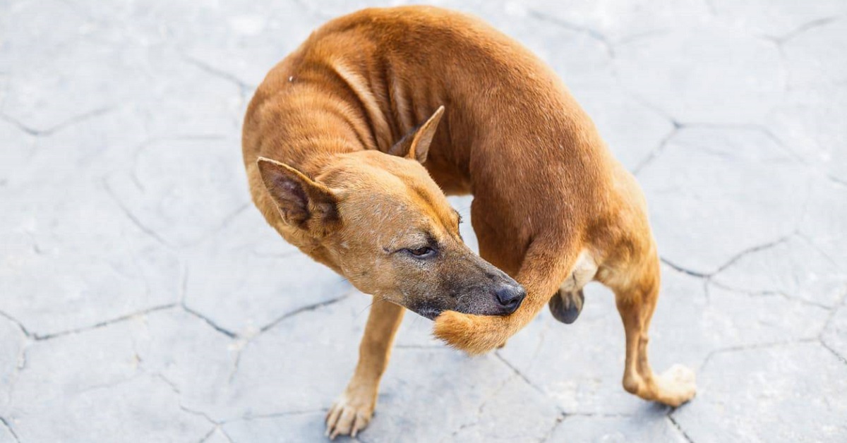 cane che si insegue la coda