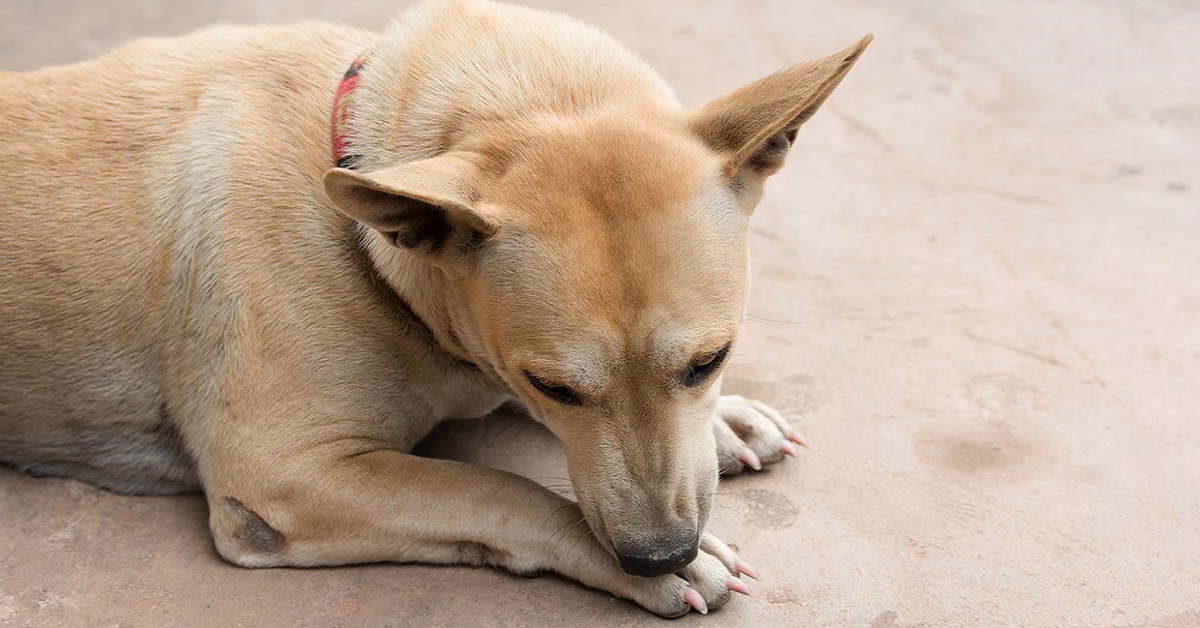 Cane si mordicchia sempre: tutte le cause e i rimedi per impedirglielo