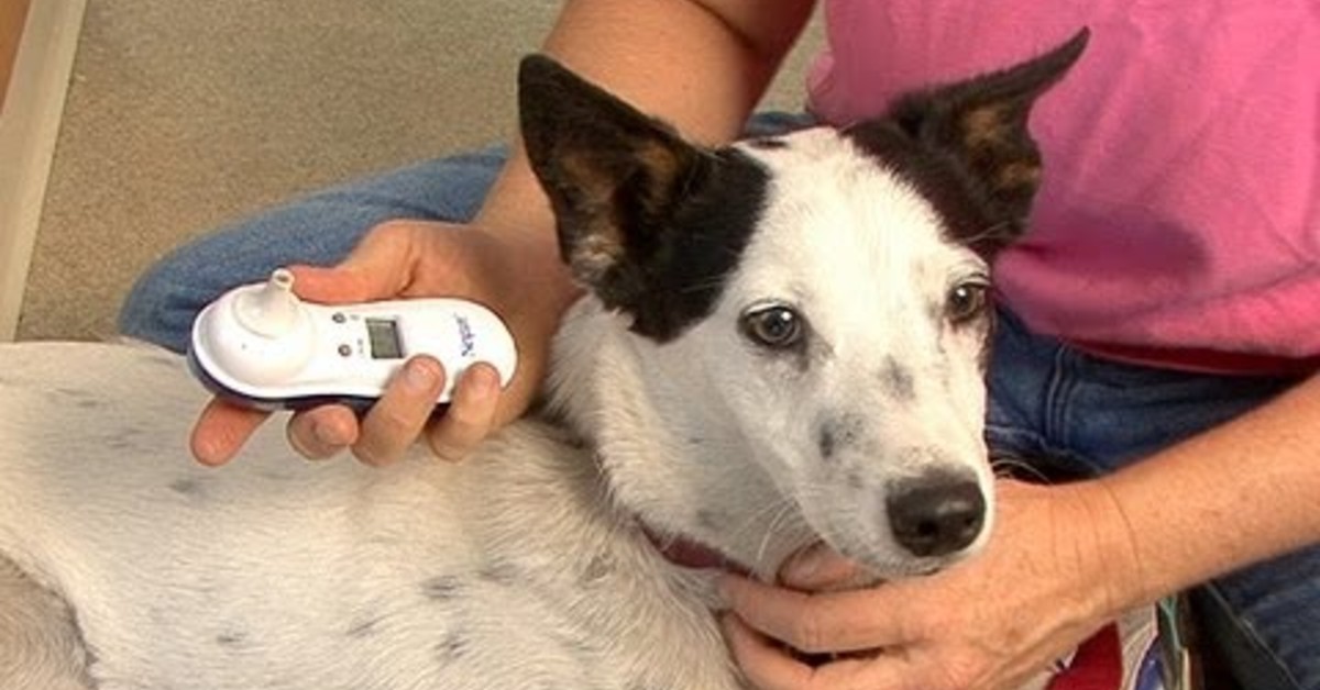 Ecco il metodo infallibile per capire se il cane ha la febbre, subito e senza sforzo