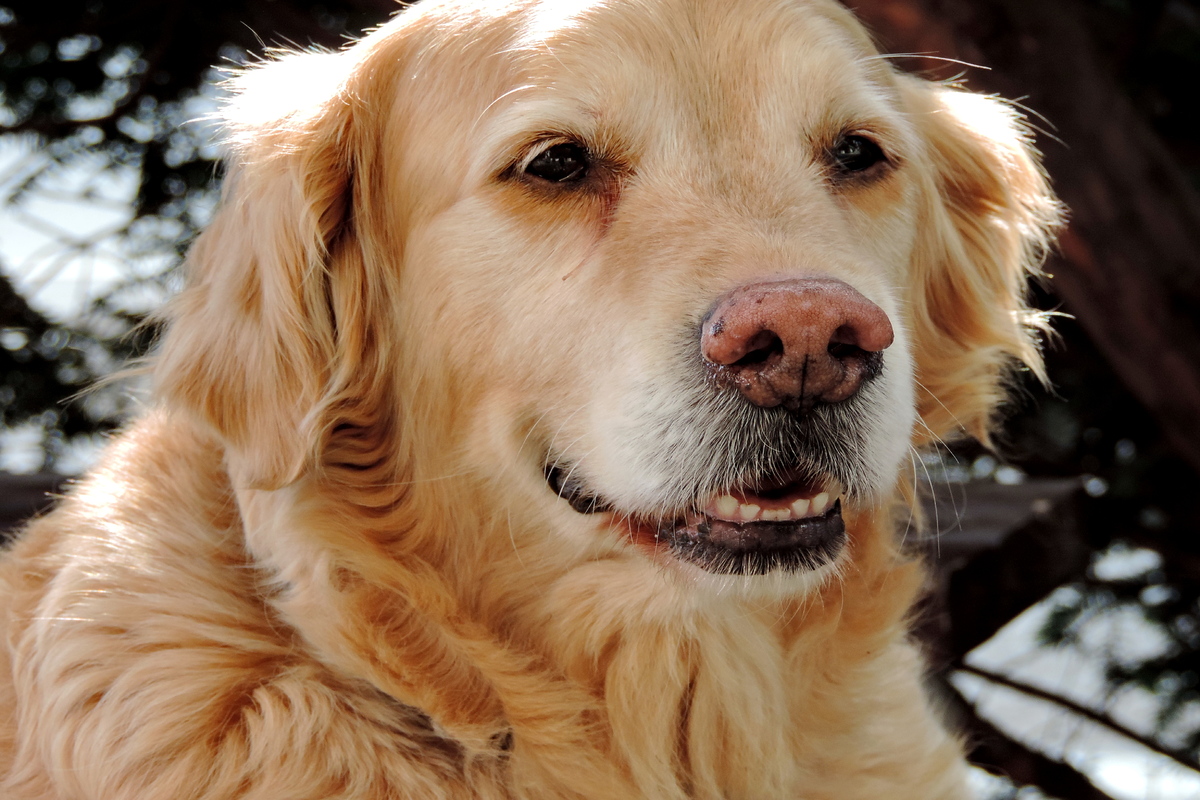 Il cane è troppo viziato? Come capirlo e rimediare