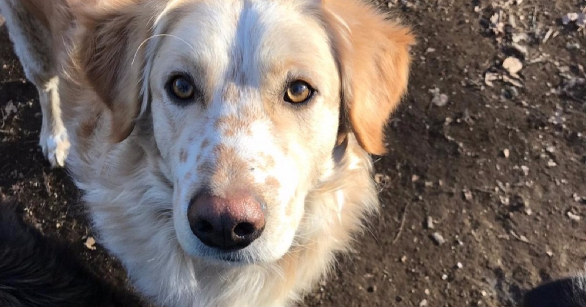 Cani adulti, emergenze comuni: quali sono e come si possono affrontare