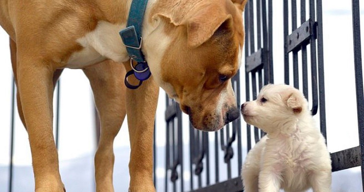 cane grande e cucciolo