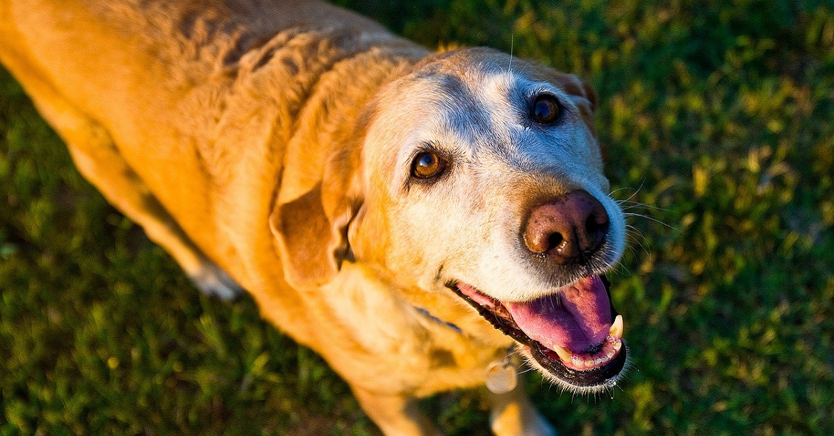 cane anziano in attesa