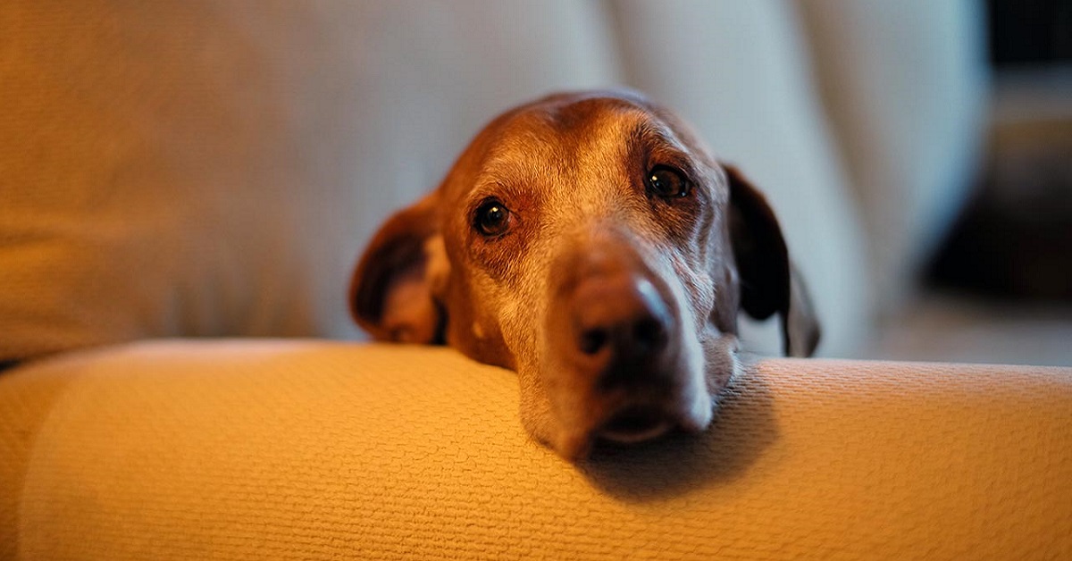 cane vecchio su divano