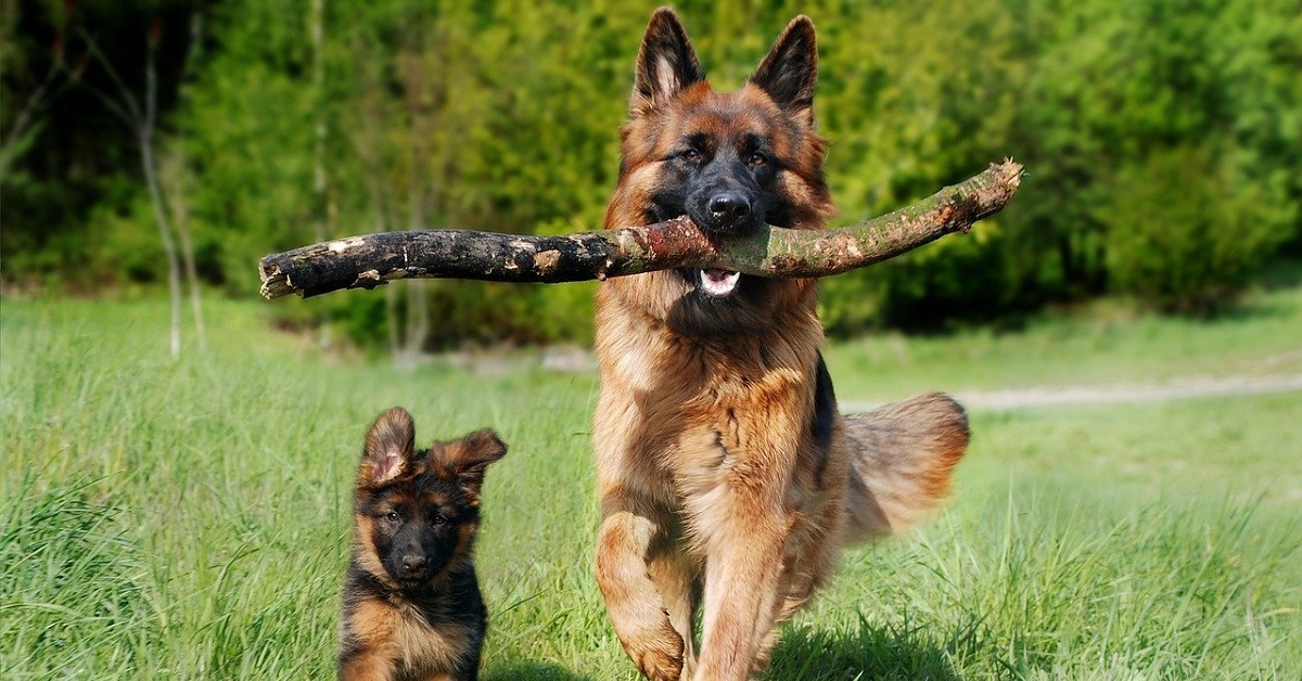 papà e figlio cani