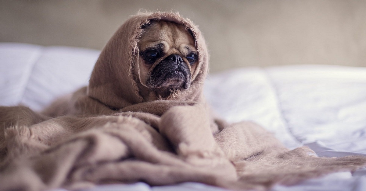 cane sotto le coperte