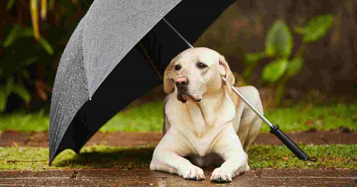 cane si ripara dalla pioggia