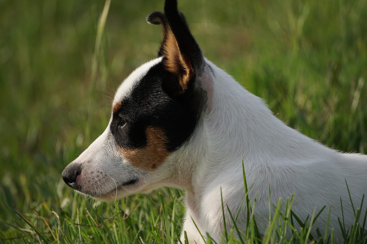 fox terrier punta una preda