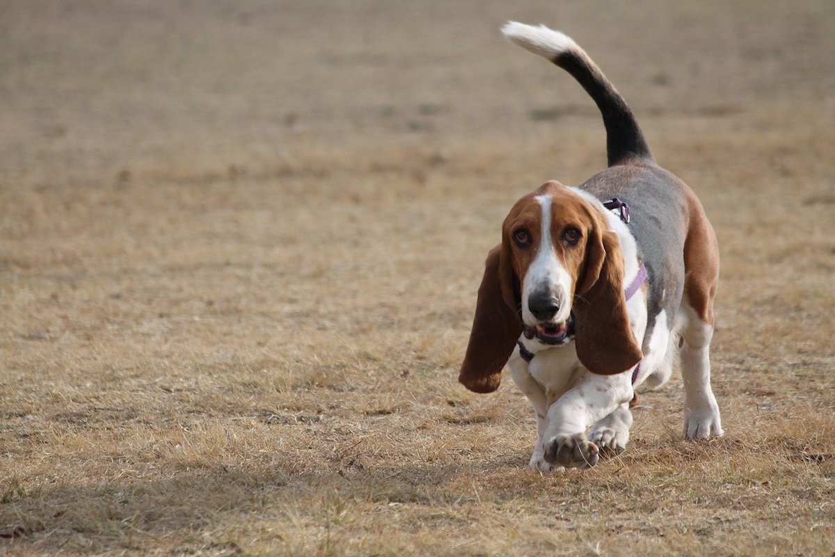 basset hound tozzo