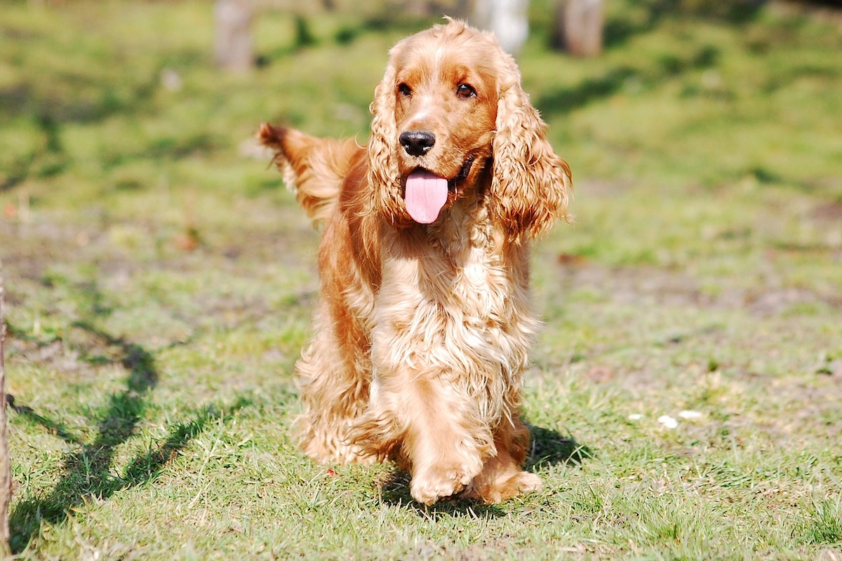 cocker spaniel inglese gironzola