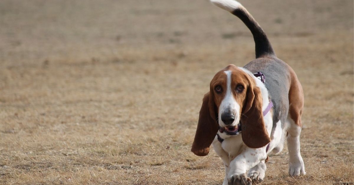 Cani da caccia per piccole prede: quali sono le razze migliori?