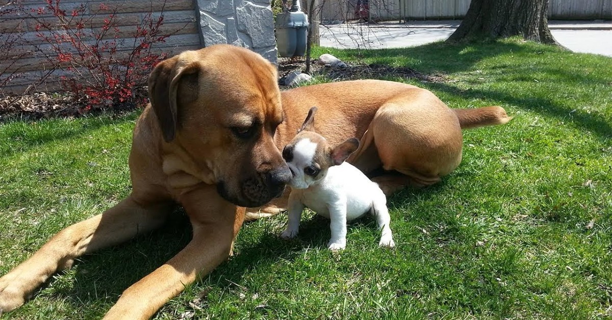 Attenzione, se hai uno di questi cani dovresti stare molto attento quando ce ne sono altri in giro