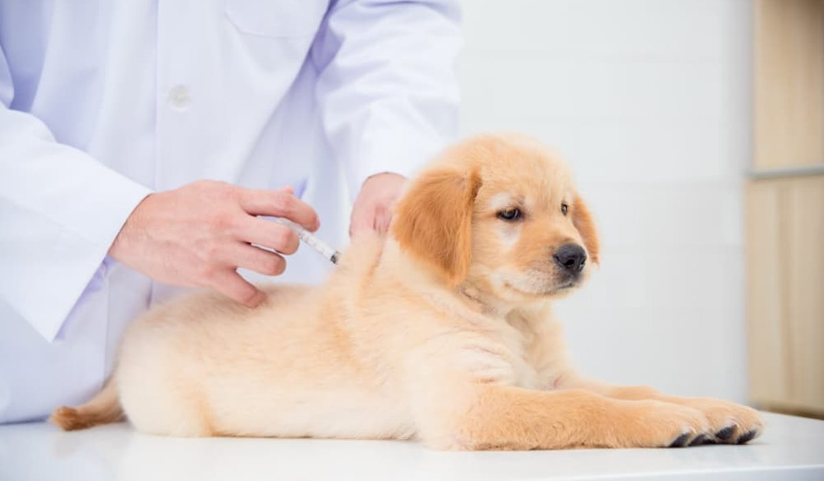 cagnolino fa la vaccinazione