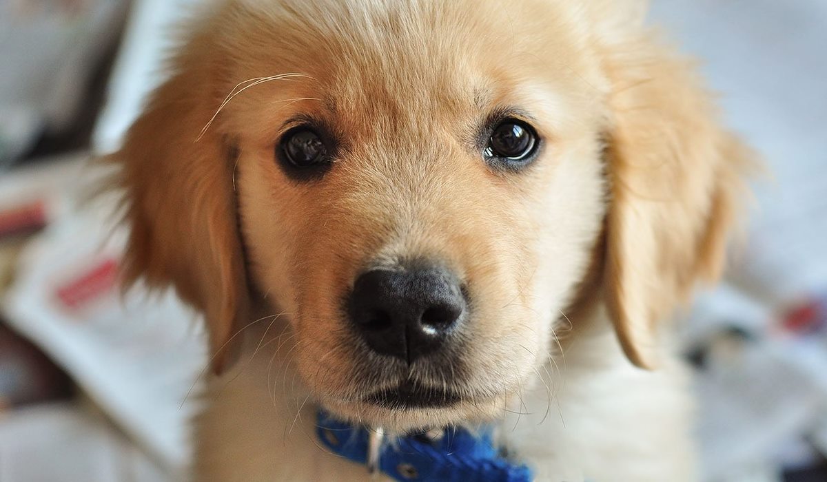 cucciolo con il collare blu