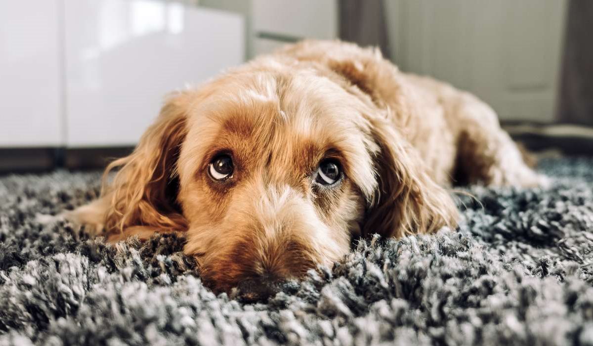 cane sul tappeto