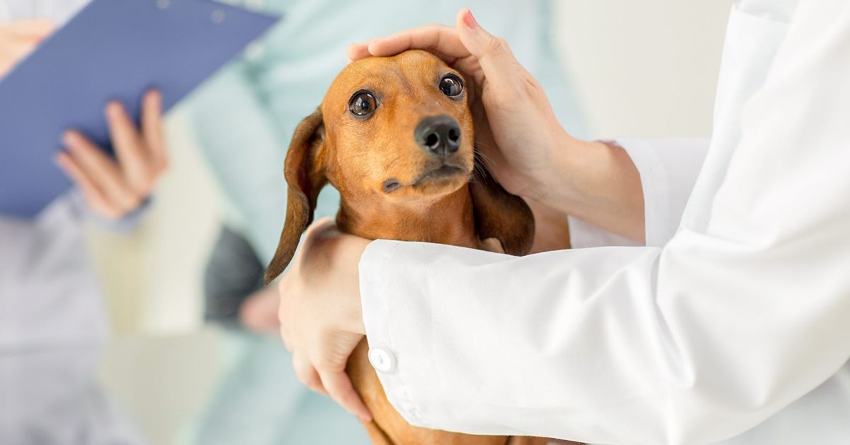 Canigen DHPPi per cani: cosa sapere su questo vaccino polivalente