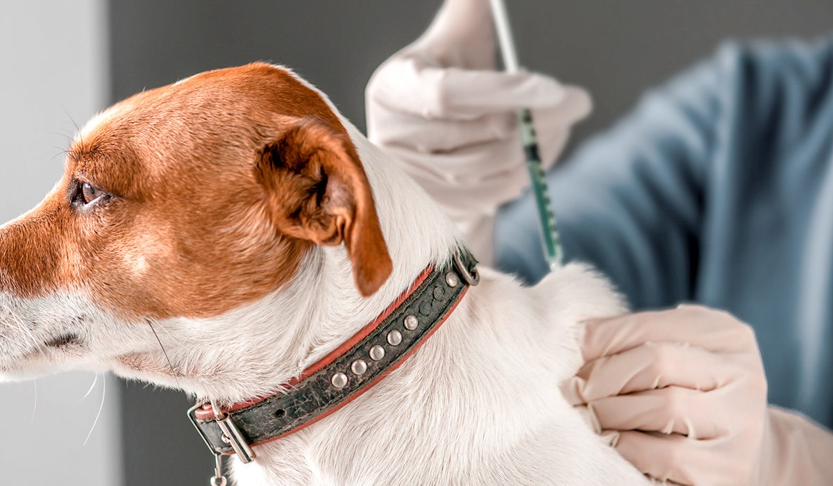vaccinazione per cani