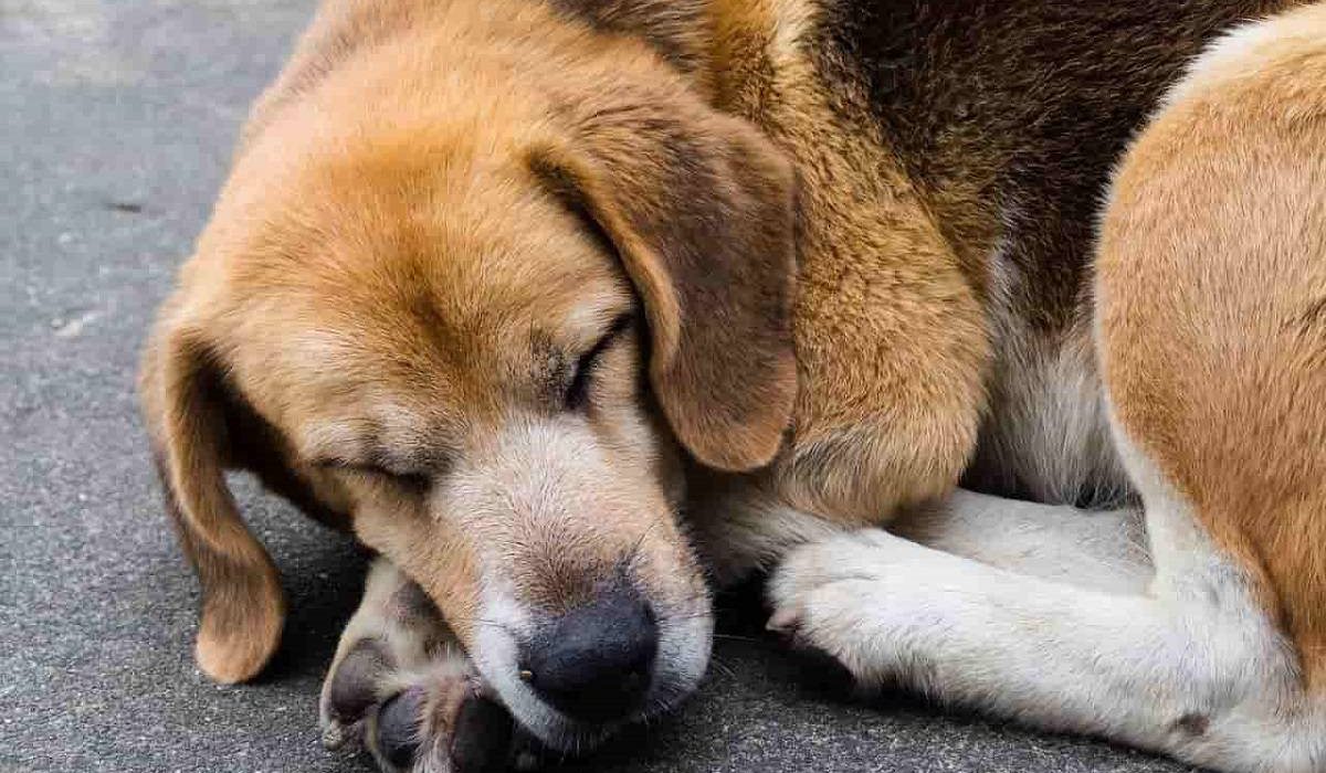 cane che dorme per terra