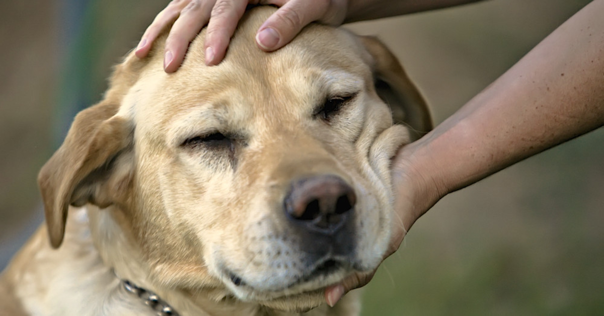 labrador carezze sulla testa