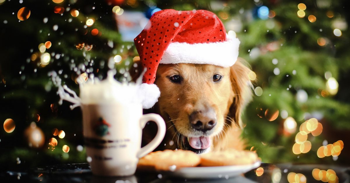 Cena di Natale per il cane: ricette facili e gustose per le feste