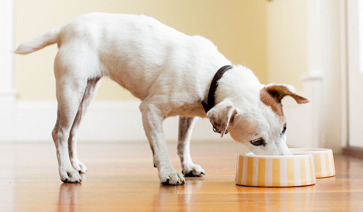 cane che mangia dalla ciotola