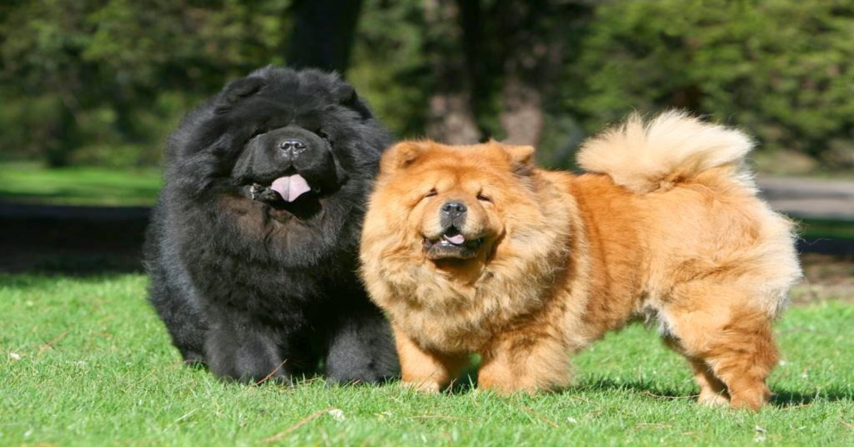 Due Chow Chow nero e arancione