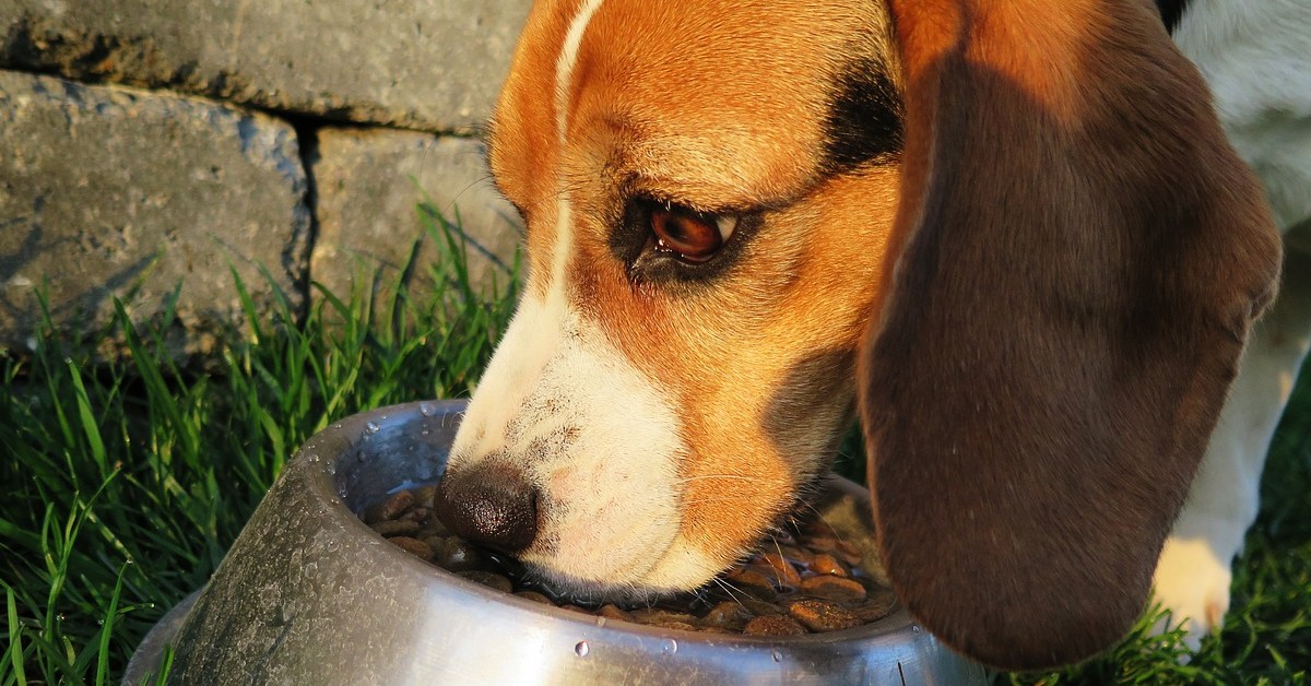 Attenzione a questo comunissimo alimento, per il vostro cane è puro veleno