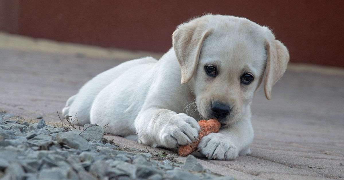 cipolla veleno per i cani