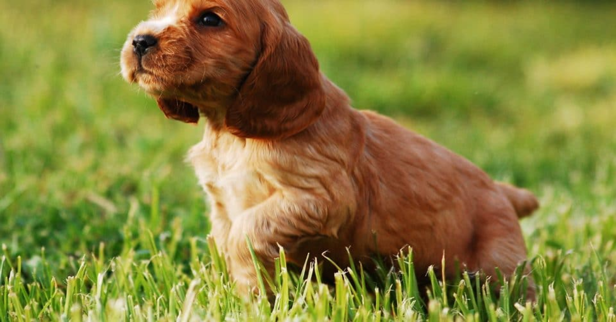 L’emozionante rincontro fra Bonnie, una cucciola di Cocker Spaniel, e i suoi padroni dopo sei anni(VIDEO)