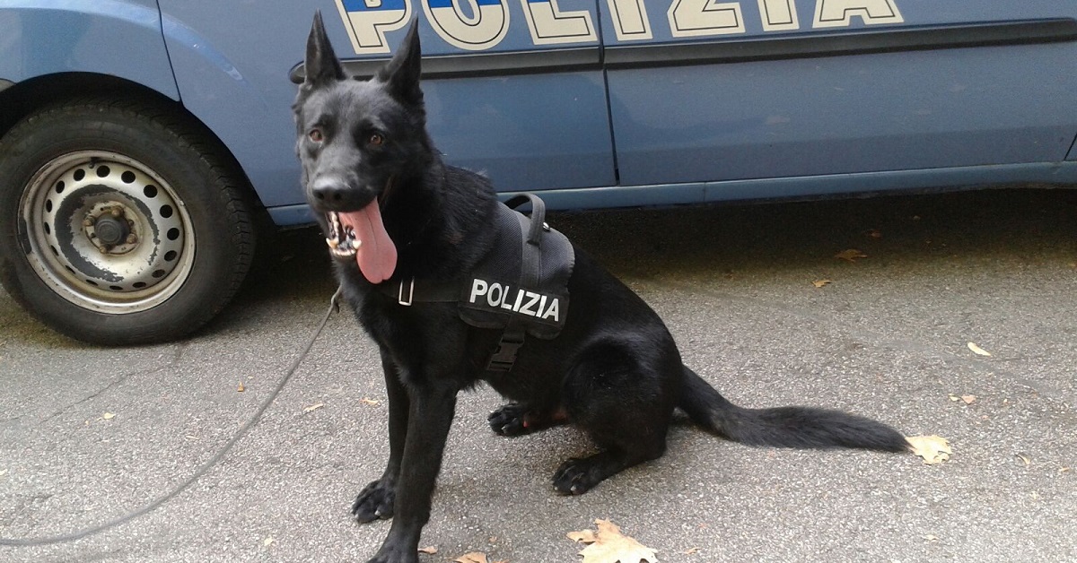 cane poliziotto nero