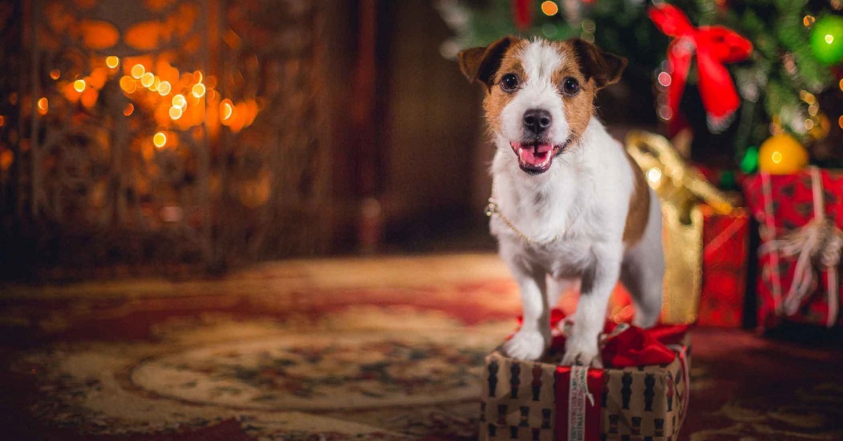 cane festeggia il natale