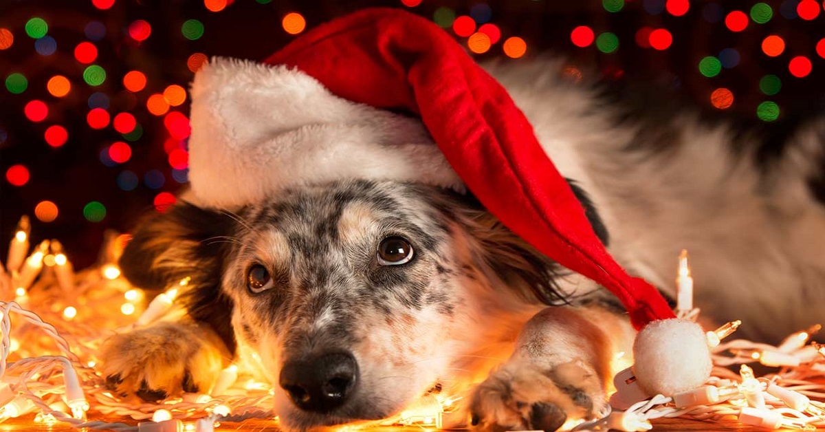 Fai da te mania: come fare un vestito di Natale per il cane