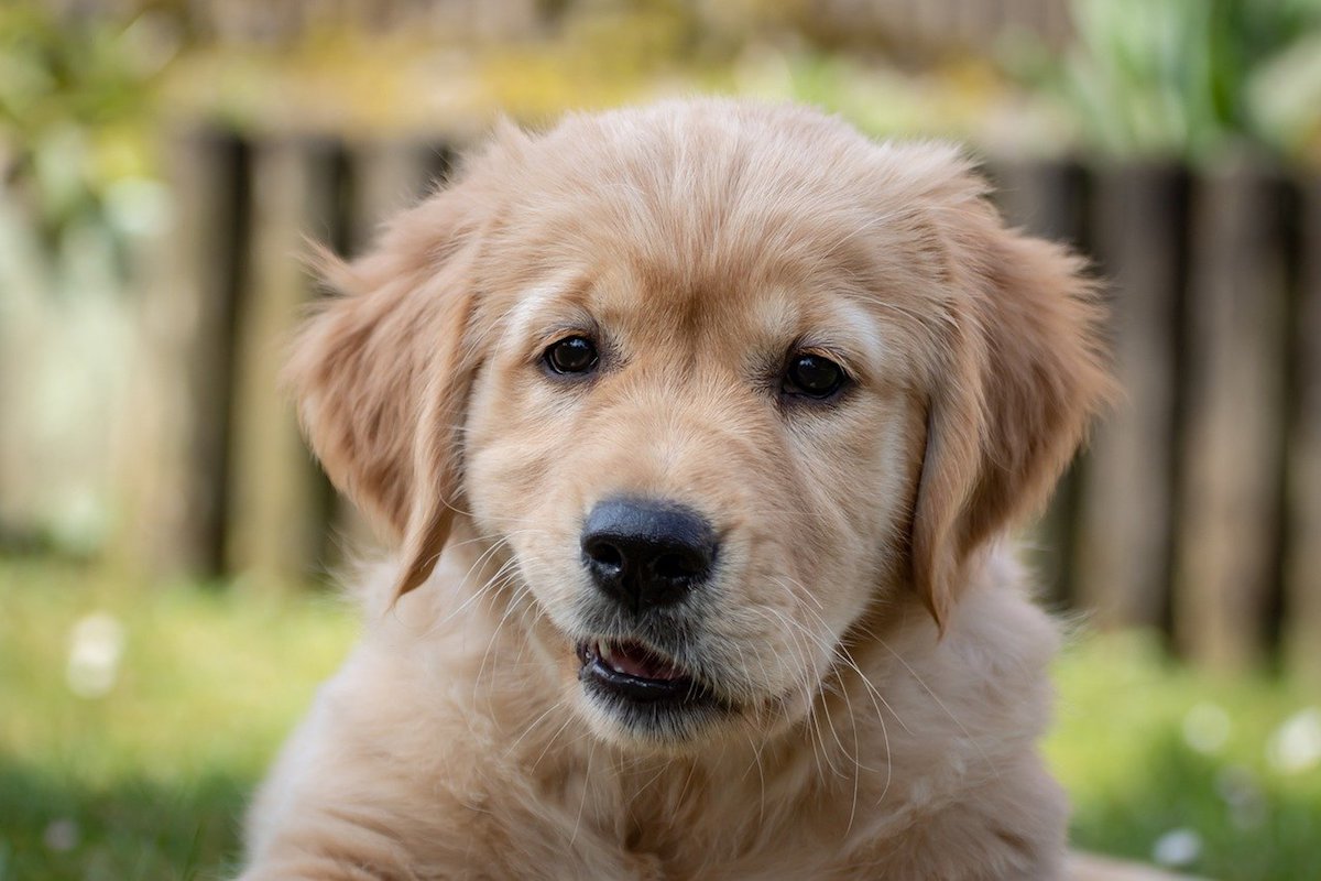 cagnolino dolcissimo