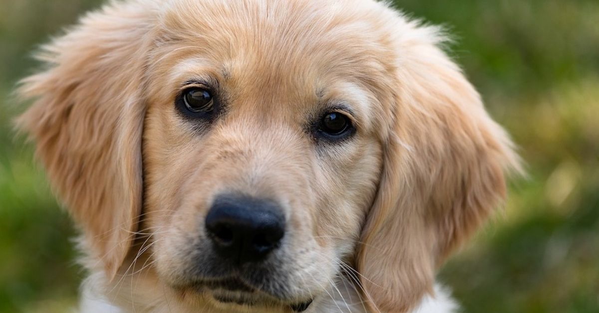 Come nutrire un cucciolo di cane con un sondino: i passaggi e come farlo con cura