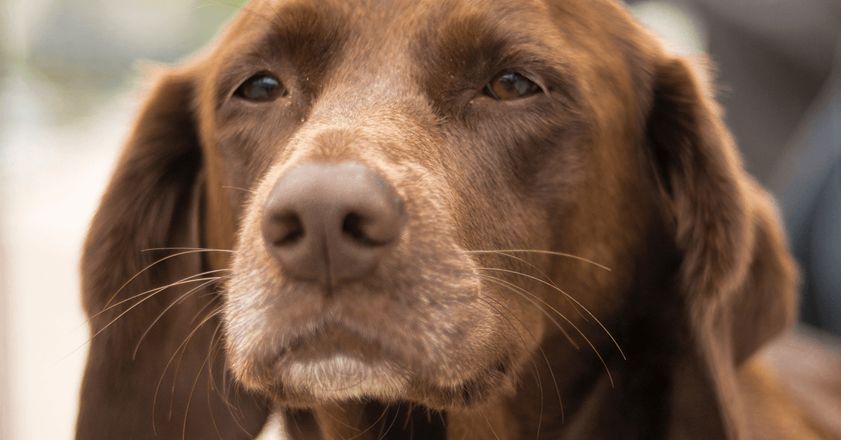 orecchie lunghe del cane