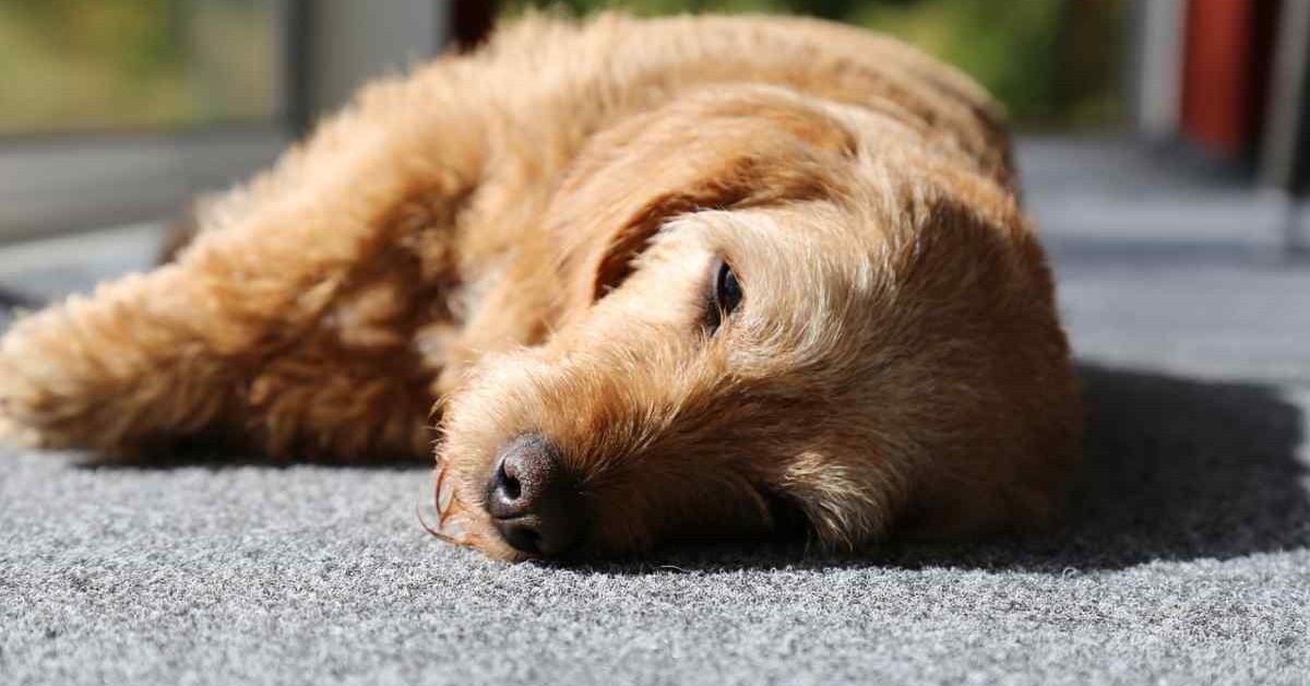 Come rianimare un cane anziano: tutti i passaggi e come agire in caso di perdita dei sensi