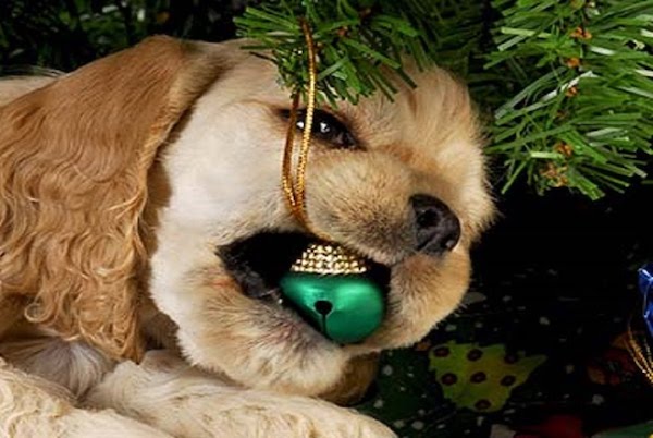 cosa non fare con il cucciolo di cane a natale