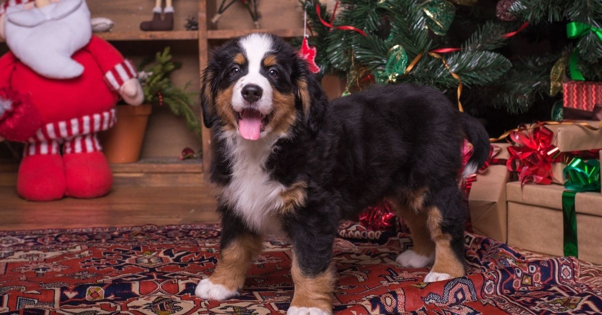 Cosa non fare con il cucciolo di cane a Natale: 5 comportamenti da evitare