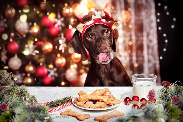 cosa non fare con il cucciolo di cane a natale