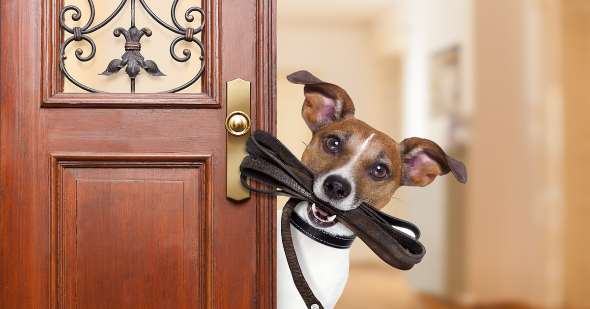 Attenzione a cosa fai fare al tuo cane: non può entrare o uscire prima di te