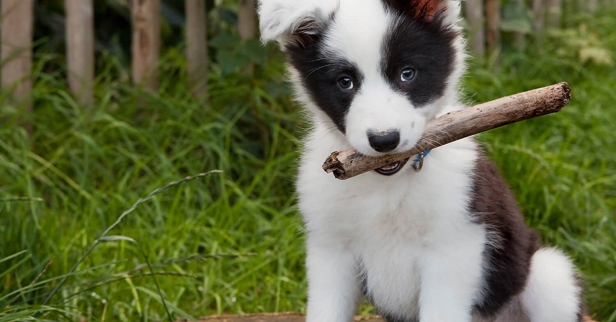 cane con bastone in bocca