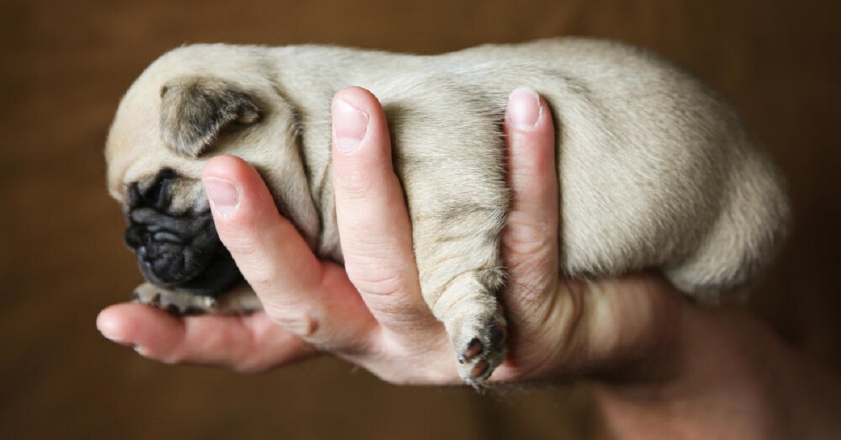 Cuccioli di cane, emergenze comuni: quali sono e come si possono affrontare