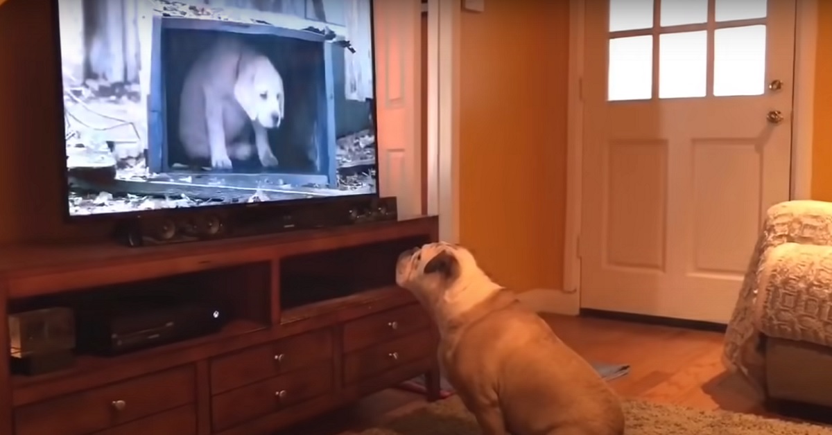 Cucciola di Bulldog Inglese non perde mai il suo appuntamento in TV, il video è esilarante